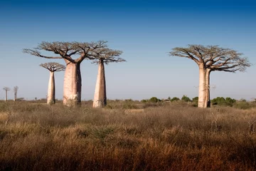 Gordijnen Beautiful Madagascar Baobab. Madagascar. Africa © Vladislav