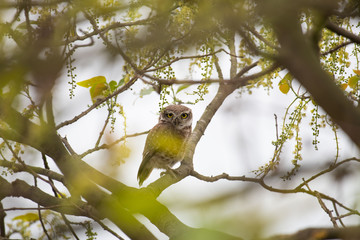 Spotted Owlet