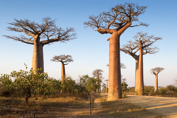 Naklejka na ściany i meble Beautiful Madagascar Baobab. Madagascar. Africa