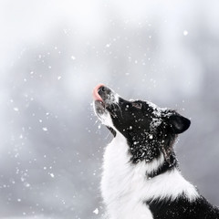 black border collie dog posing outdoors in winter - obrazy, fototapety, plakaty