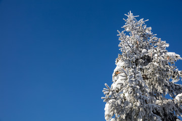 snow and ice covered pine tree top pointing towards the blue sky