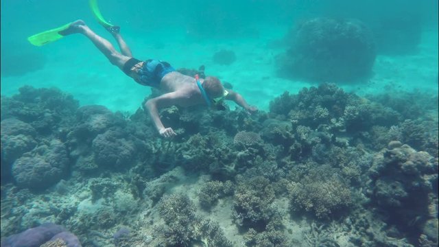Young Male Snorkler Dives Beneath the Coral Garden Below in the Great Barrier Reef Australi