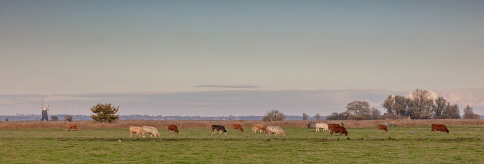 Fototapeta na wymiar Cattle Grazing on marshland