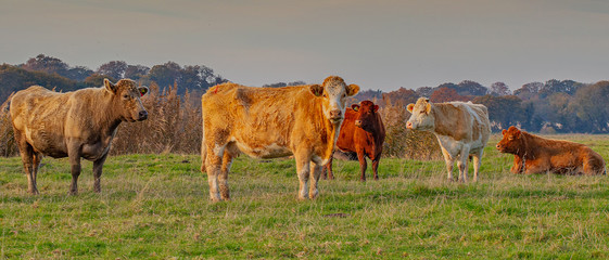 Cattle Grazing on marshland