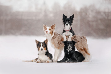 adorable border collie dogs posing outdoors in winter - obrazy, fototapety, plakaty
