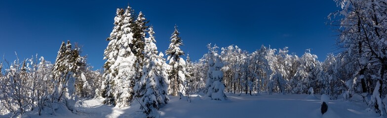 Bavarian Forrest National Park winter landscape