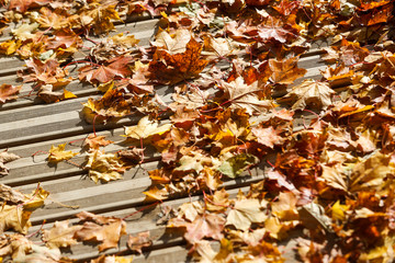 Autumn view of orange leaves fallen on wood pedestrian path on a sunny day.