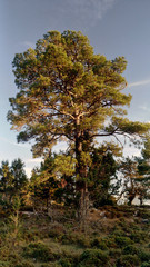 Obraz premium ausgewachsene pinie in der abendsonne leuchtend