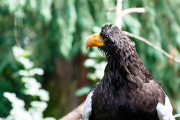 Steller's sea eagle, woodland park zoo