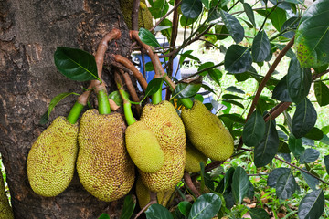 many fresh small jackfruit hanging on big tree