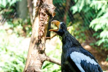 Steller's sea eagle, woodland park zoo