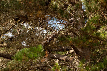 Wild Landscape