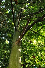 Fototapeta premium Colossal and Majestic trees in the forest