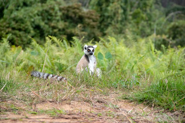 Ring tailed lemur. Madagascar. Africa