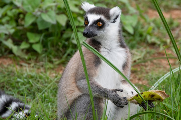 Ring tailed lemur. Madagascar. Africa