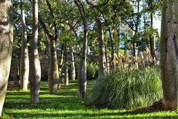 Ceiba speciosa forest in Valencia, Spain