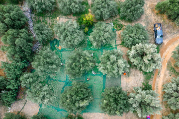 Harvested fresh olives in sacks in a field in Crete, Greece for olive oil production, using green nets.