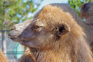 portrait of the beautiful camel in zoo
