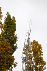 Low angle view of the top of various trees in autumn on gray sky