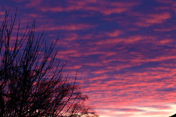 Pink and purple clouds in the sunset with a silhouetted tree in the foreground