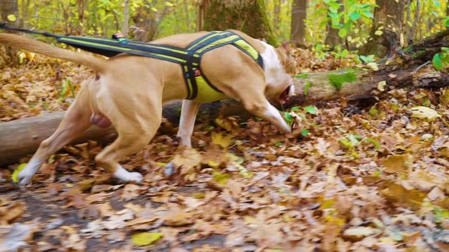 Male dog American Staffordshire terrier peeing in autumn forest