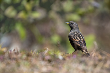 Alpine Accentor