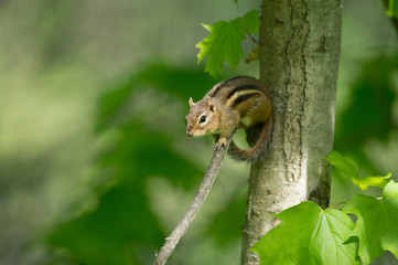 Obraz premium Chipmunk