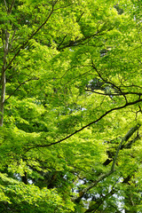 Fototapeta premium 二尊院紅葉の馬場