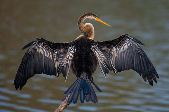 Indian Cormorant