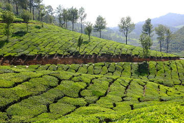 Fototapeta na wymiar Kerala tourisme