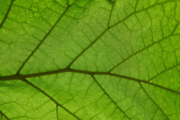 Naklejka na ściany i meble Macro shot of green leaf background texture, macro