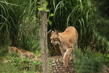 Fototapeta premium The Eurasian lynx (Lynx lynx) walking in the green grass in front of the forest.