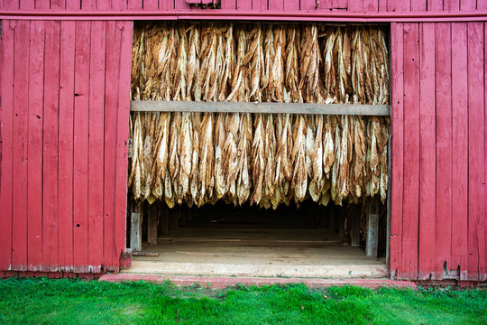 Harvested Tobacco