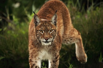 The Eurasian lynx (Lynx lynx) walking in the green grass in front of the forest.