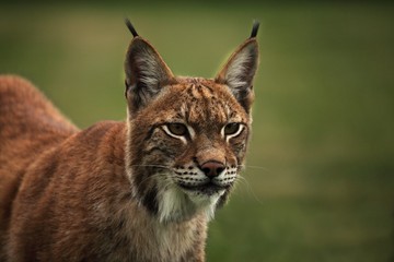 Naklejka premium The Eurasian lynx (Lynx lynx) staying in front of the forest.