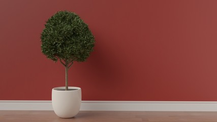 Boxwood tree red wall