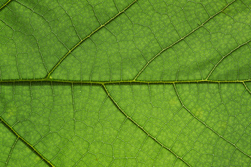 Macro shot of green leaf background texture, macro