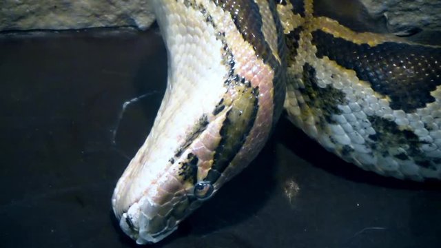 Tiger Python turns its head