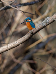 Kingfisher (Alcedo atthis) also known as 