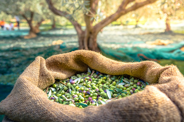 Harvested fresh olives in sacks in a field in Crete, Greece for olive oil production, using green...