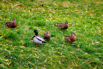 Wild ducks on the shore of an old pond.