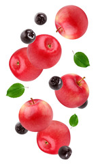 flying red apples and black chokeberry isolated on white background.