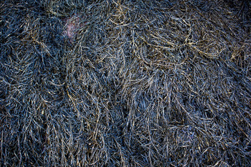Kelp bed close up texture