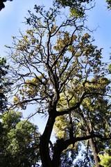 Colossal and Majestic trees in the forest