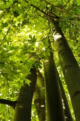 Fototapeta premium Colossal and Majestic trees in the forest