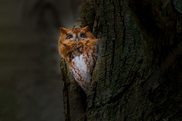 An alert Screech Owl in a tree cavity.