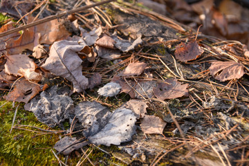 Autumn leaves on an old tree trunk