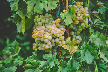Green grapes on the vine
