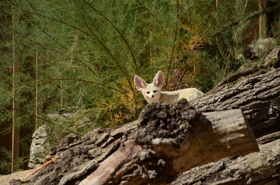 fenec regardant l'objectif