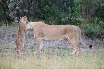 Obraz na płótnie Canvas Lion cub playing with lioness